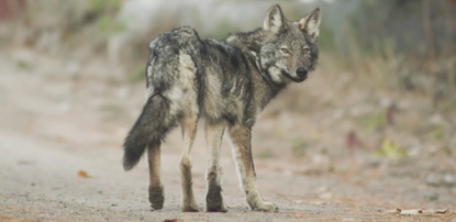 HOWLING | CALL OF THE WILD