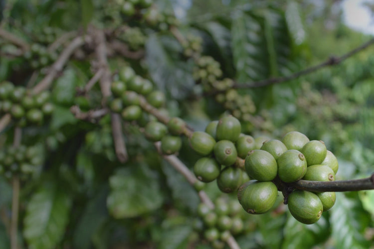 RA Certified Guatemala + Costa Rica