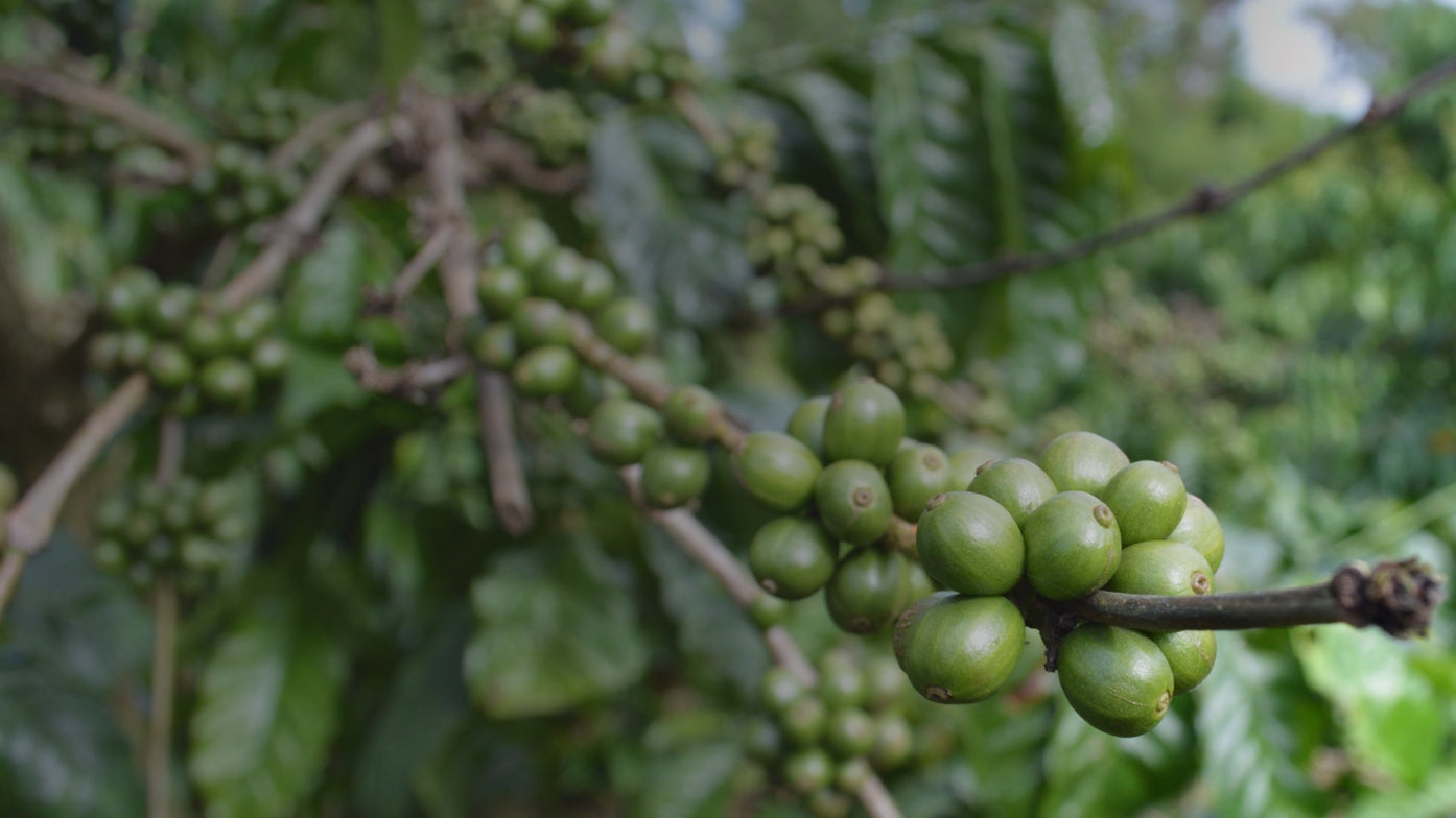 RA Certified Guatemala + Costa Rica