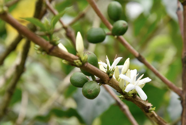 RA Certified Sumatran