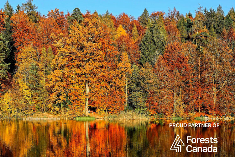 THE COLOURS OF FALL DON'T HAPPEN WITHOUT FORESTS.