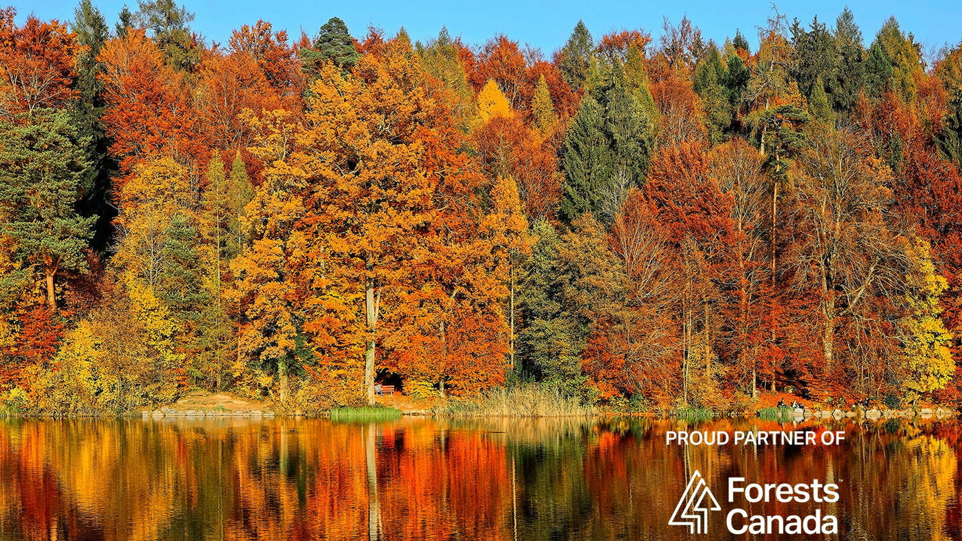 THE COLOURS OF FALL DON'T HAPPEN WITHOUT FORESTS.