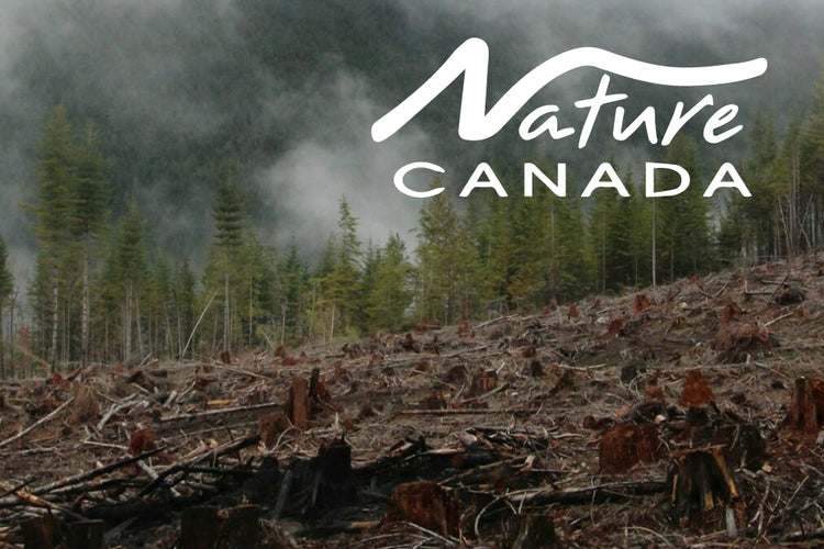 Safeguarding Canada's Forests with Nature Canada