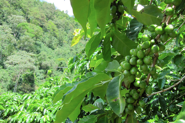 rainforest alliance