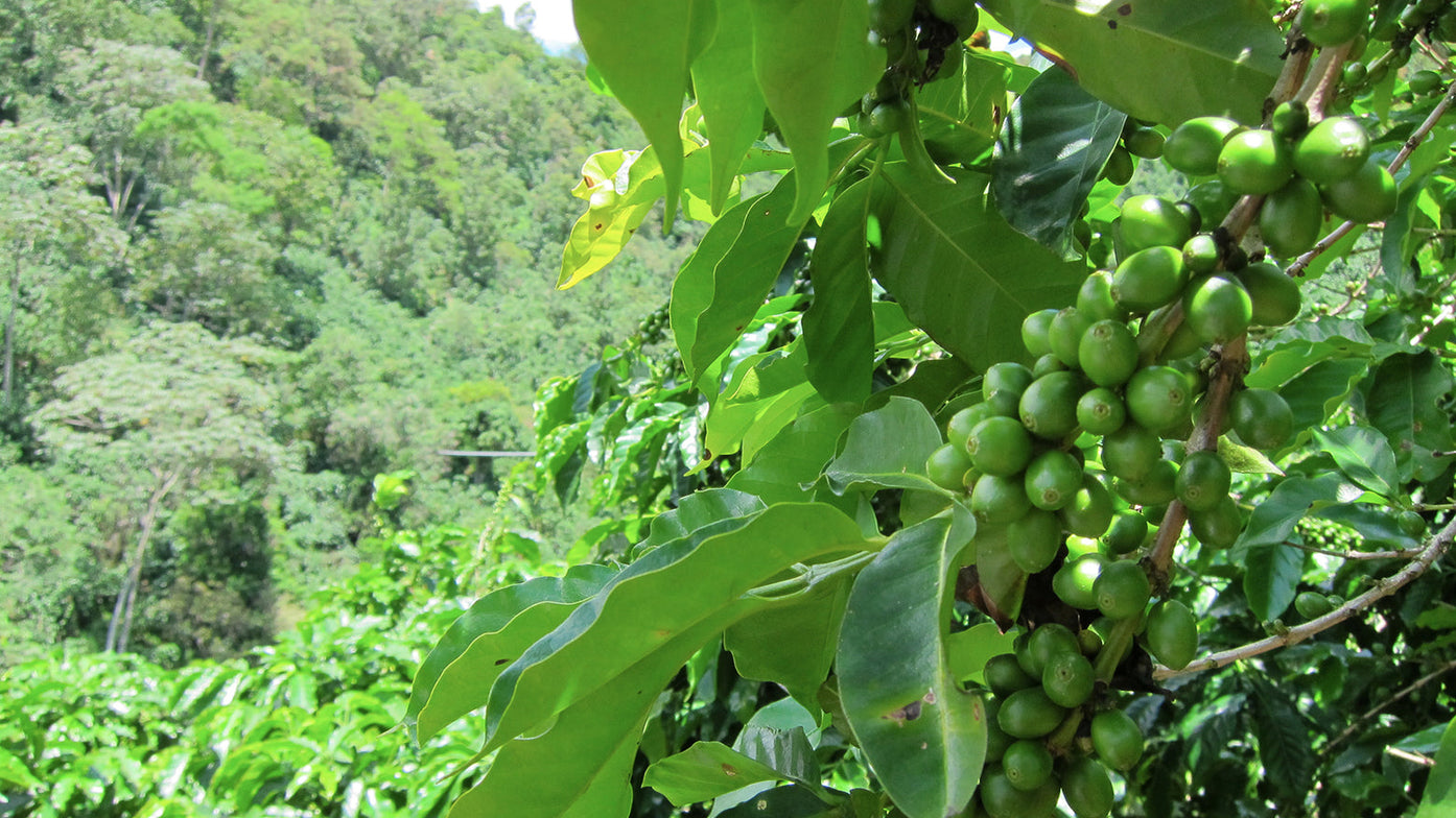 rainforest alliance