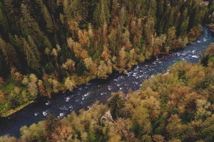 Canada's Boreal Forest