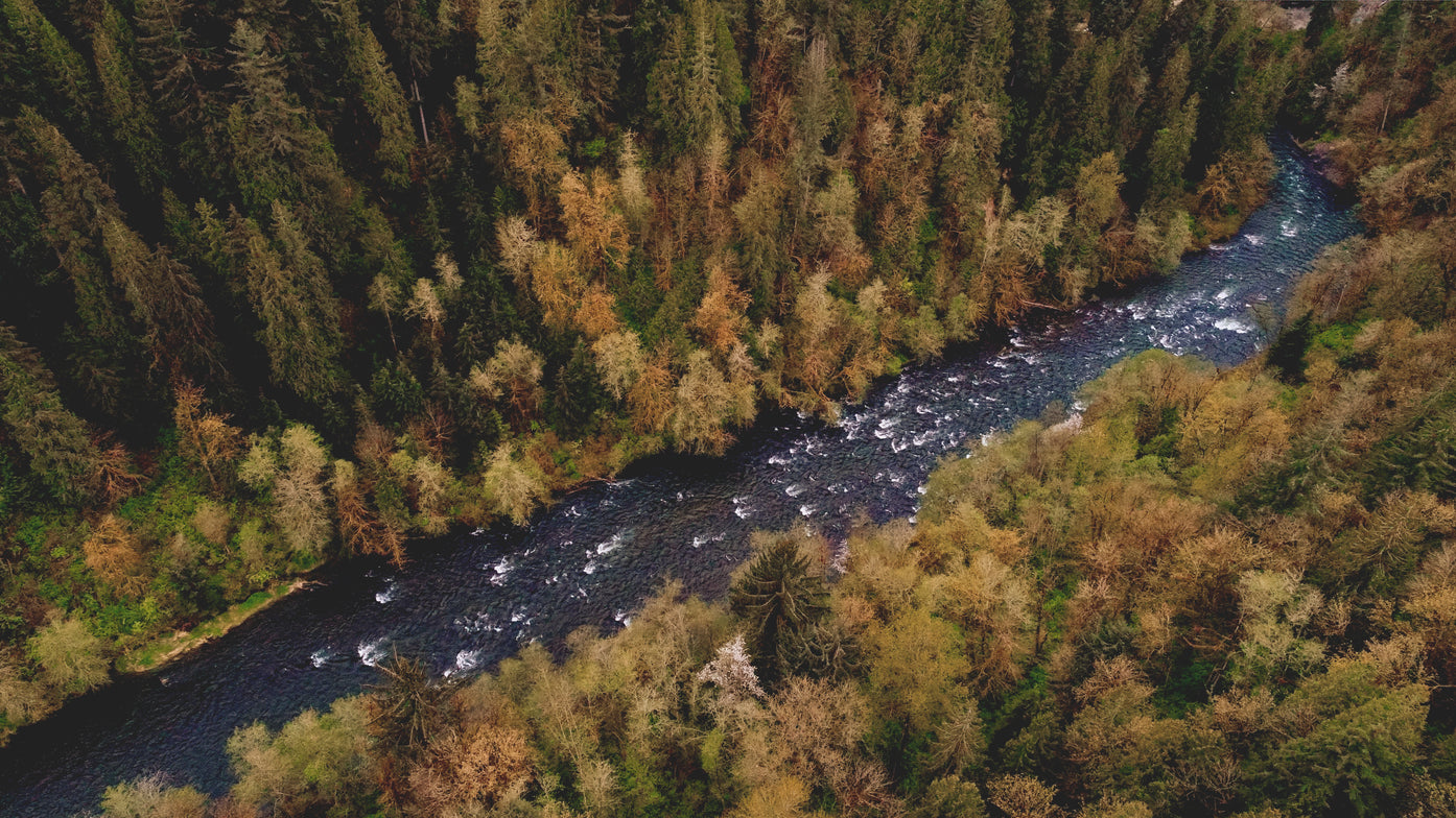 Canada's Boreal Forest