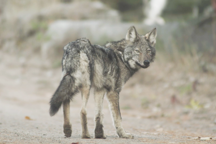 Howling | Call of the Wild