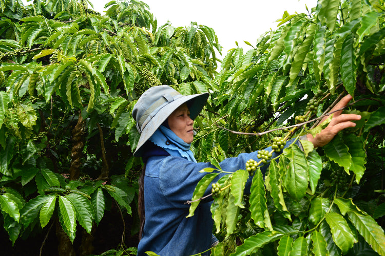 Rainforest Alliance, Certified