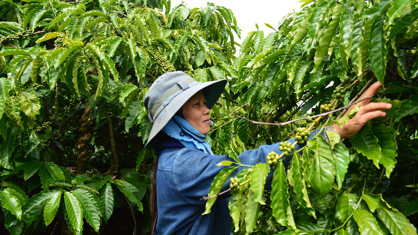 Rainforest Alliance, Certified