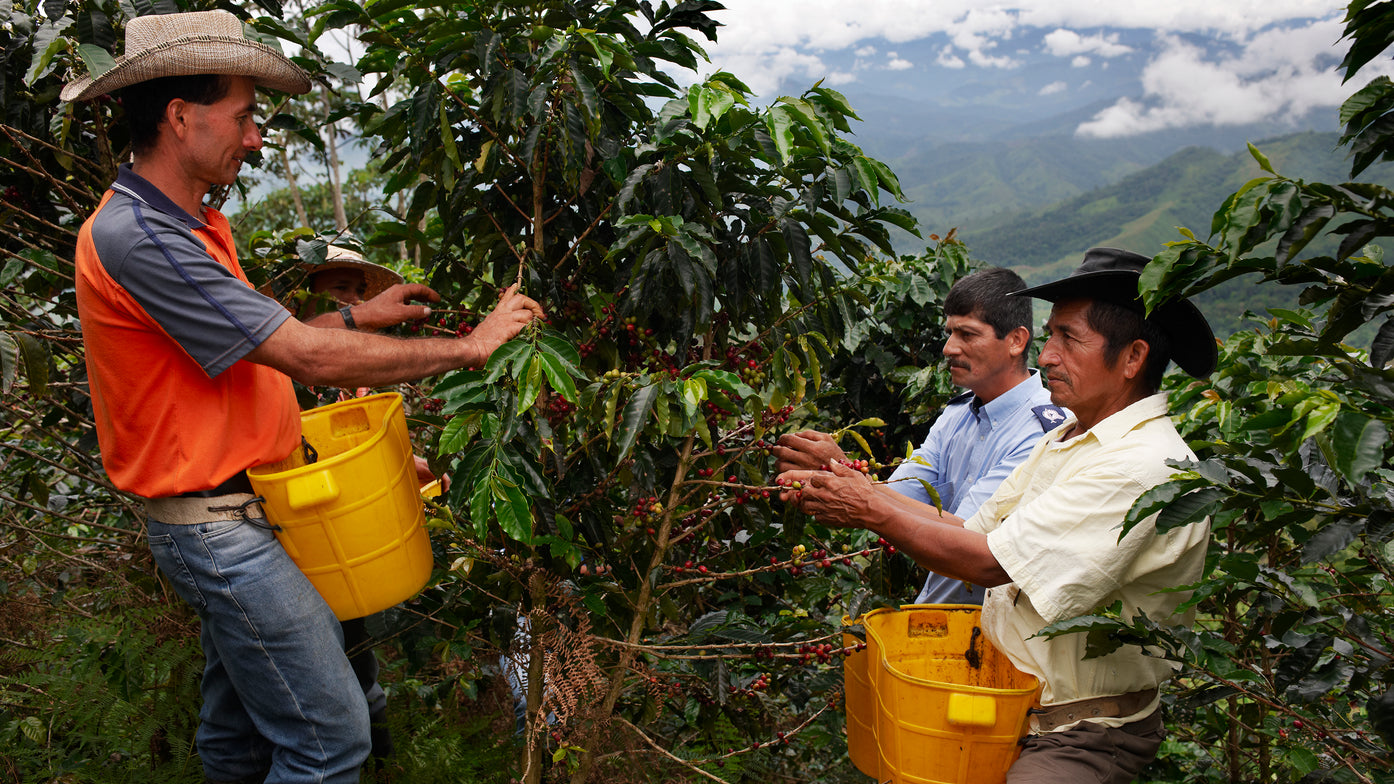 Coffee farmers