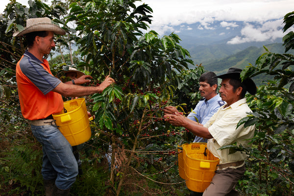 Coffee farmers
