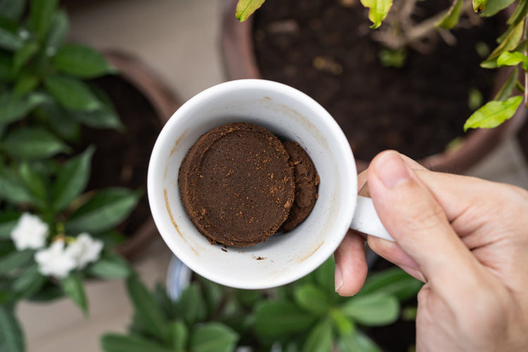 Brewed to Bloom