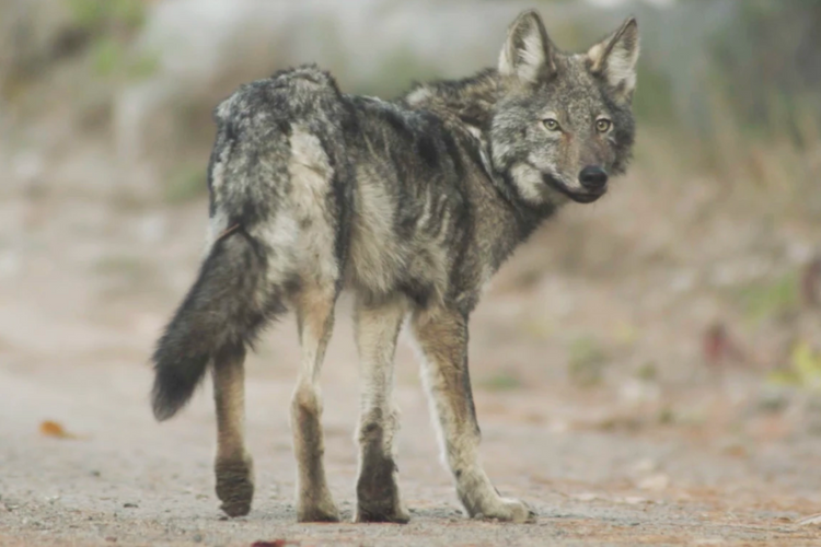 HOWLING | CALL OF THE WILD