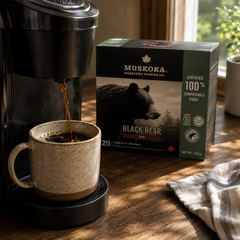 Black Bear